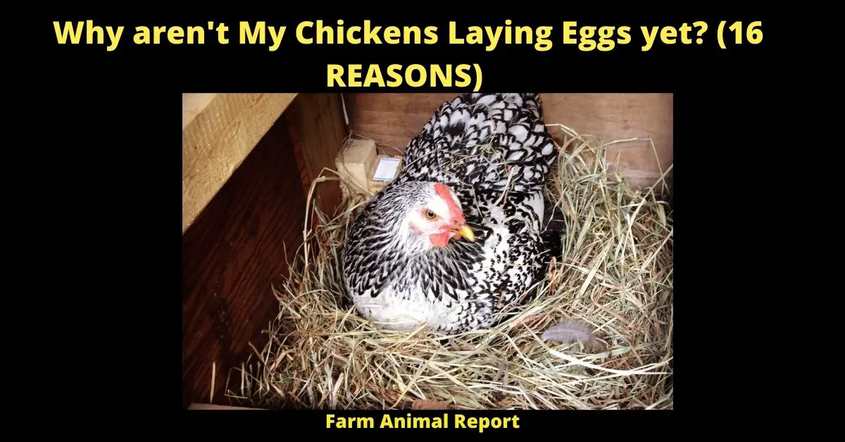 Why Won't My Chickens Lay Eggs yet? (16 REASONS) 2