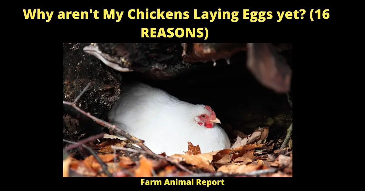 Why aren't My Chickens Laying Eggs yet? (16 REASONS)