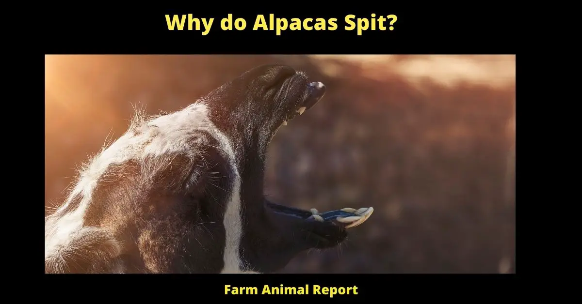 Why do Alpacas Spit? 1