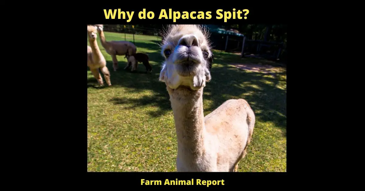 Why do Alpacas Spit? 2