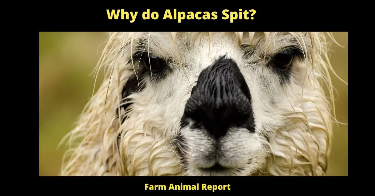 Why do Alpacas Spit?