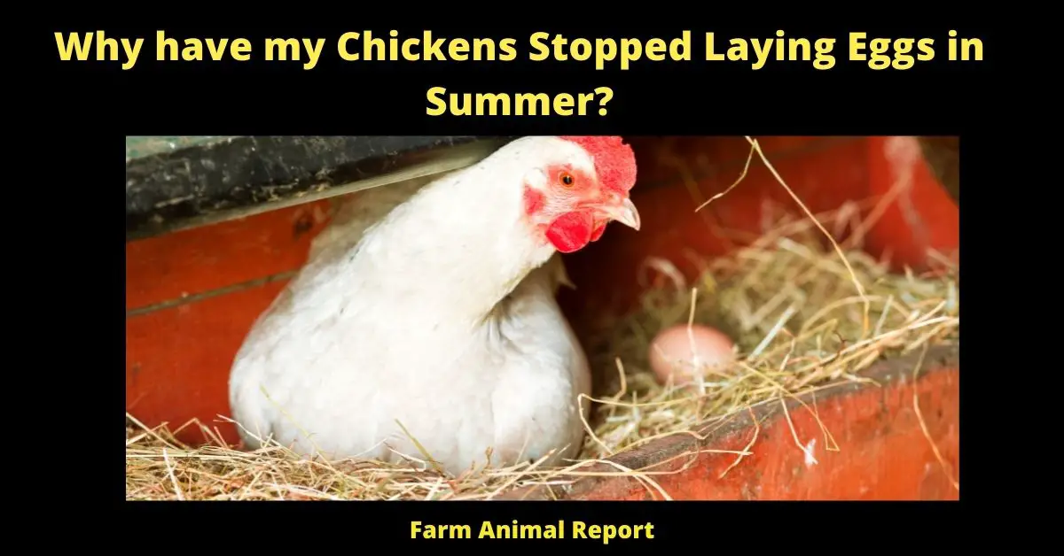 Why have my Chickens Stopped Laying Eggs in Summer? 1