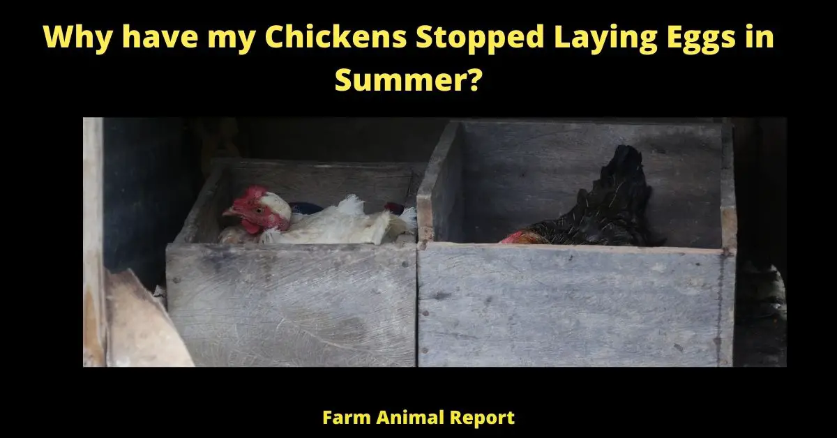 Why have my Chickens Stopped Laying Eggs in Summer? 2