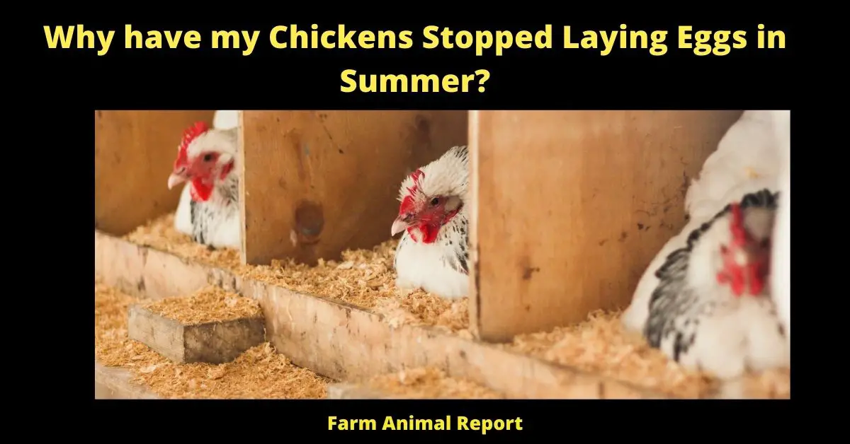 Why have my Chickens Stopped Laying Eggs in Summer?