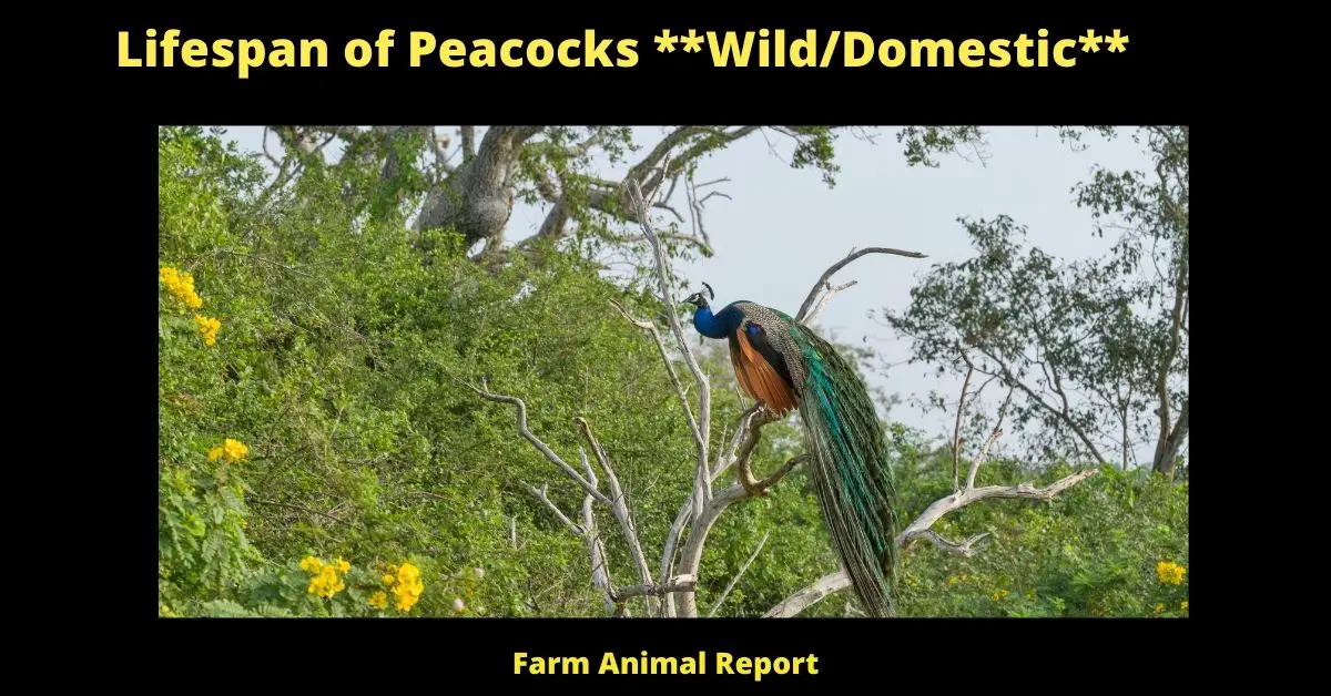 Lifespan of Peacocks WildDomestic
