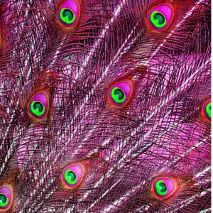 pink peacock feathers