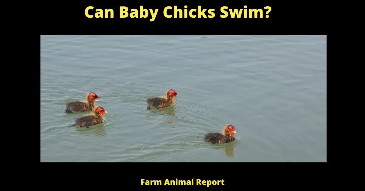 Can Baby Chicks Swim? | Chickens 1