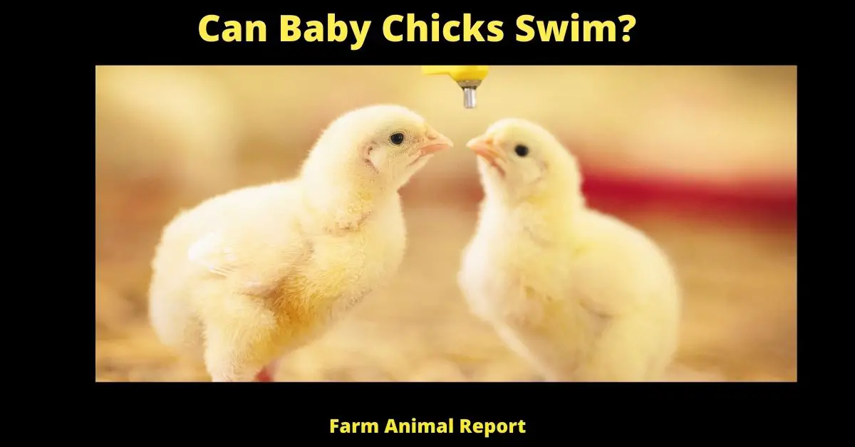 Can Baby Chicks Swim? | Chickens 2