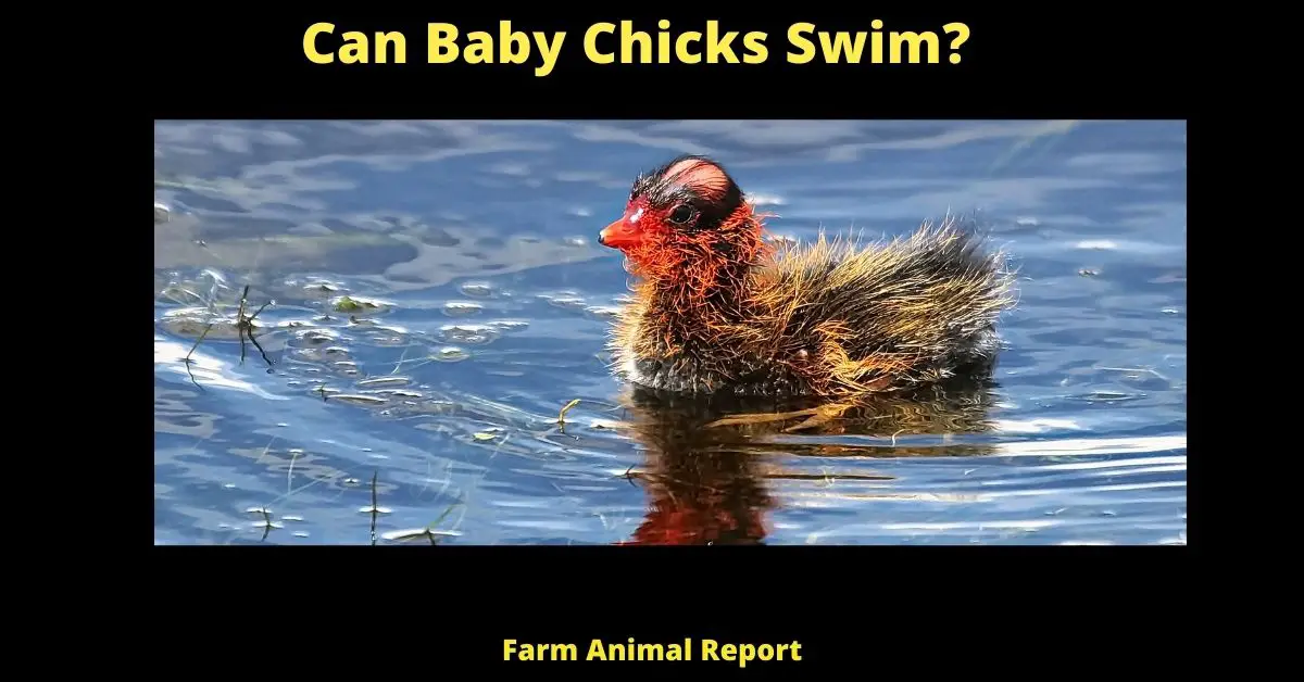 Can Baby Chicks Swim?