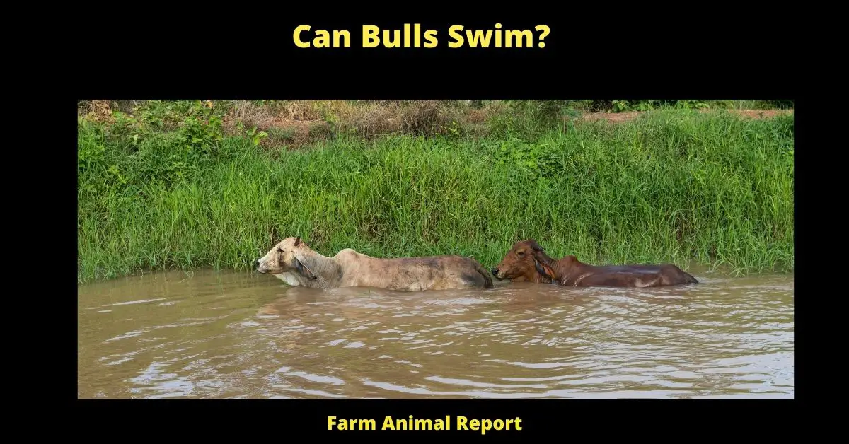 Can Bulls Swim?