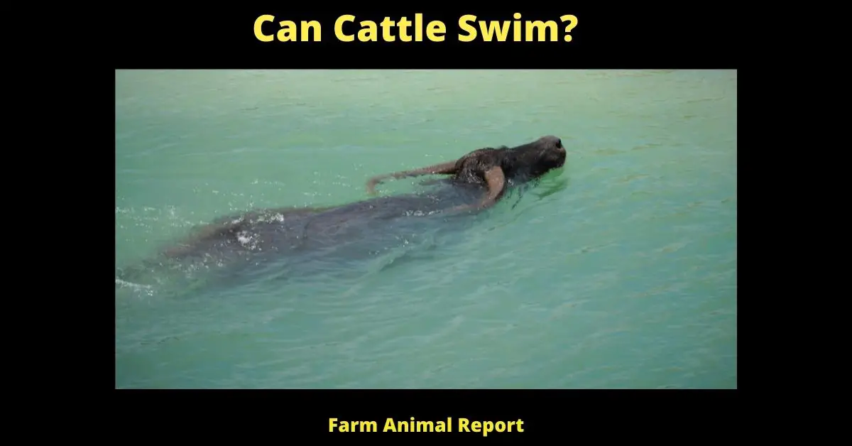 Can Cattle Swim?