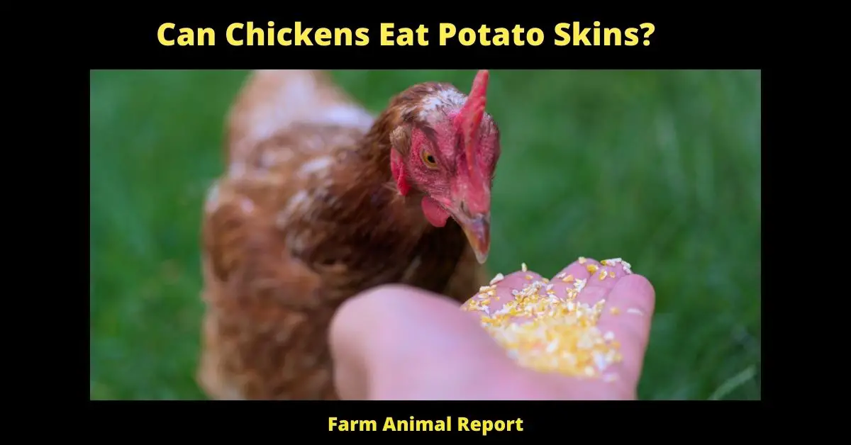 Can Chickens Eat Potato Peels? (Nutrition, Pros and Cons) Chickens are interesting creatures. They are able to eat just about anything and get a lot of nutrients from things that people cannot. For example, chicken can eat potato skins and get a lot of nutrients from them. Potato skins are a good source of vitamins A and C, as well as fiber. They can also help chickens to stay hydrated and have healthy digestion. In addition, potato skins contain phytochemicals that can help to keep chickens healthy and free from disease. So, if you're looking for a healthy treat for your chickens, consider giving them some potato skins. Who knows, they might just thank you for it!
