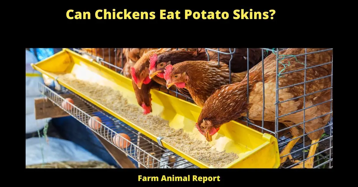 Can Chickens Eat Potato Skins?