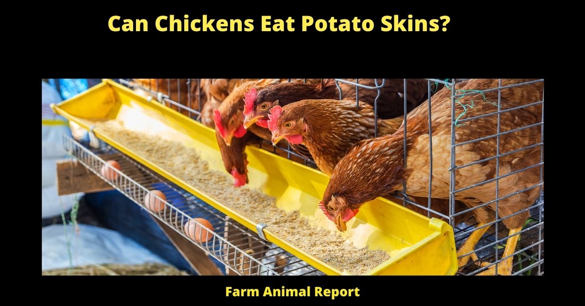 Can Chickens Eat Potato Skins Farm Animal Report