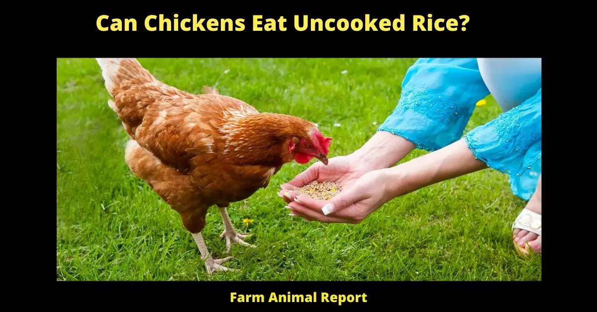 Can Chickens Eat Rice and is it good for them - Chickens are omnivores and will eat just about anything, but that doesn't mean that everything is good for them. In fact, there are some foods that can be downright dangerous. Rice is a common staple in many households, but you may be wondering if it's safe to give to your chickens. The answer is yes, chickens can eat rice, but there are a few things to keep in mind. First of all, don't give them raw rice. It's hard for them to digest and could cause intestinal blockages. Cooked rice is much easier for them to digest and is actually a good source of energy. You can give them white or brown rice, but avoided flavored or spicy varieties. Also, make sure that the rice is cooked all the way through before giving it to your chickens. Undercooked rice can harbor harmful bacteria that can make your chickens sick. So, go ahead and give your chickens some rice, but make sure it's cooked and plain.