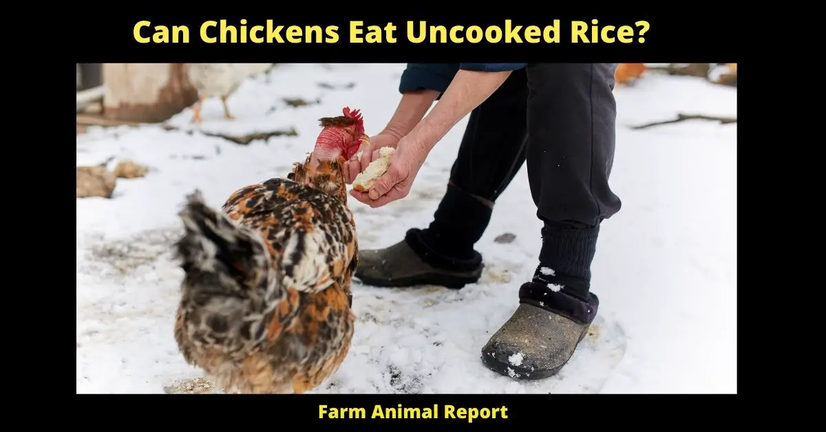 chickens can eat all types of rice. white, brown, and wild rice are all safe for chickens to consume. However, there are a few things to keep in mind when feeding rice to chickens. First, rice should only be given to chickens in moderation. A small handful of rice is enough to provide some extra nutrients, but too much rice can lead to weight gain and other health problems. Secondly, it's important to cook the rice before giving it to chickens. Raw rice can contain harmful bacteria that can make chickens sick. Finally, always remove any uneaten rice from the chicken coop. Stale or moldy rice can cause illness in chickens, so it's best to err on the side of caution and discard any leftover rice. By following these simple guidelines, you can safely feed your chickens a variety of different types of rice.