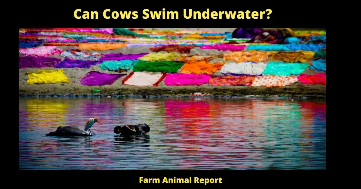 Can Cows Swim Underwater?