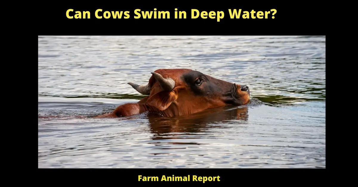 Can Cows Swim in Deep Water?