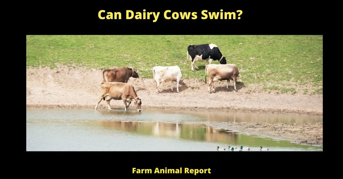 Can Dairy Cows Swim?