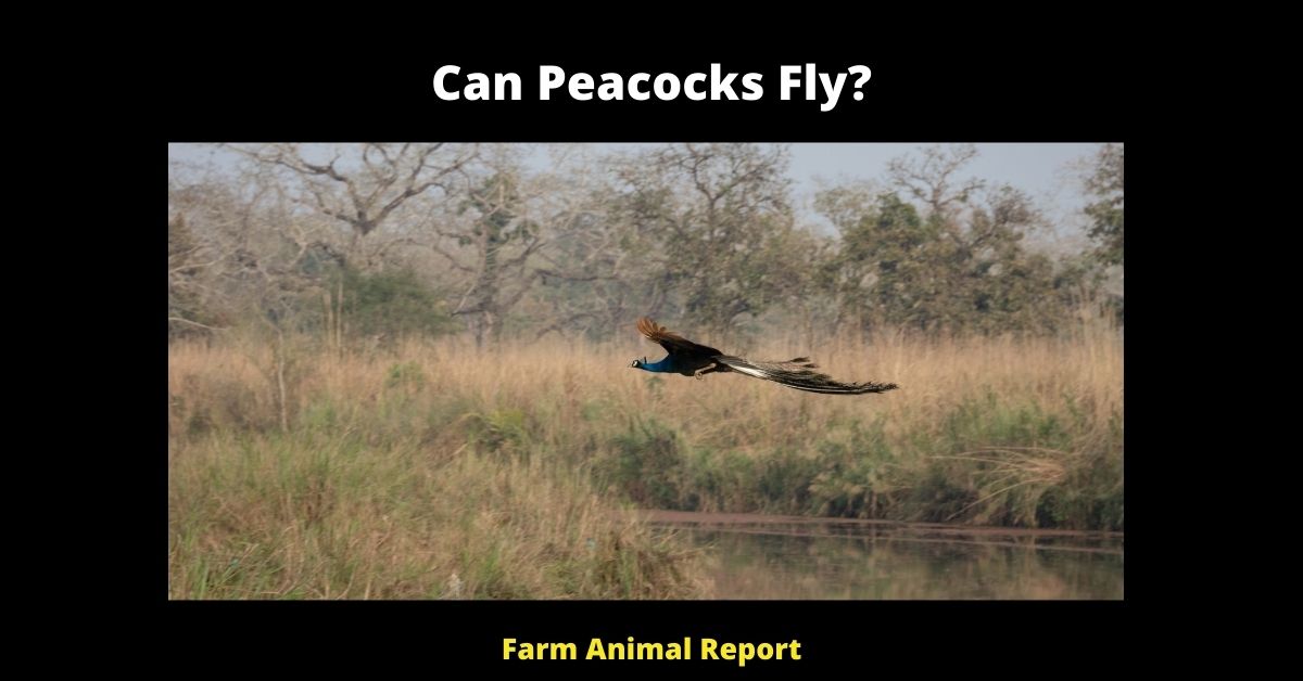 11 Lofty Facts: How Far Can Peacocks Fly? (2023) 2