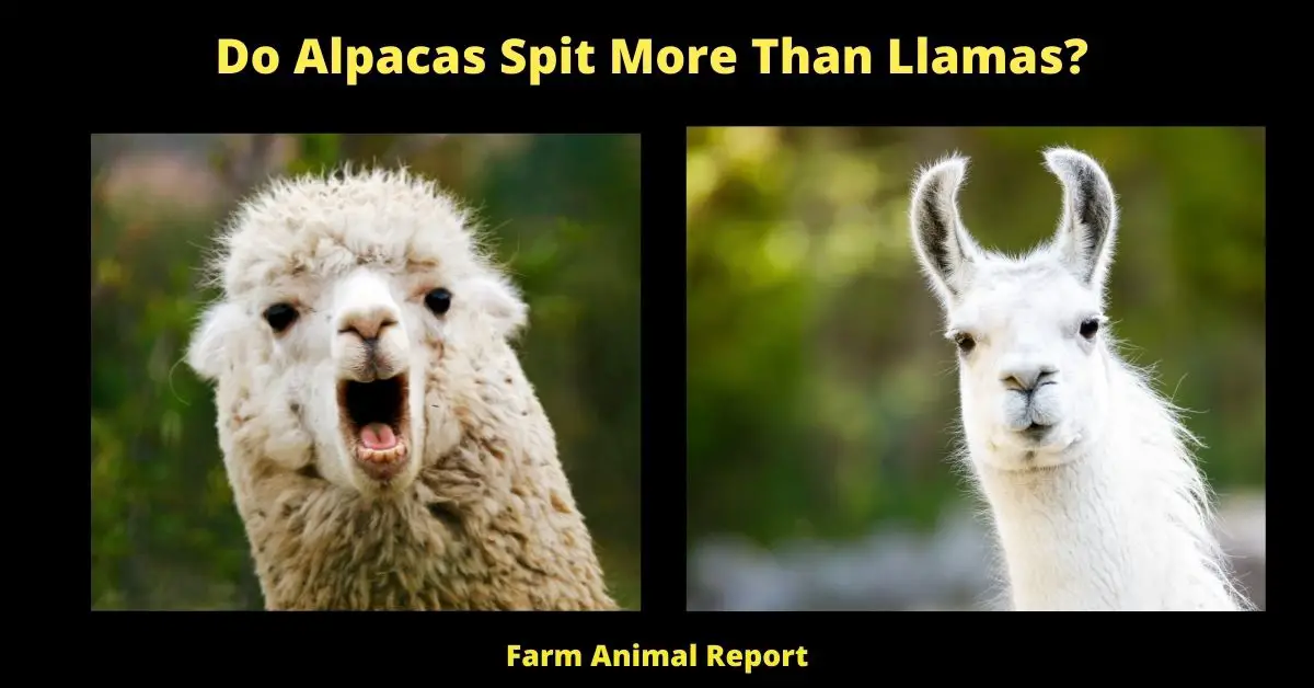 Do Alpacas Spit More Than Llamas?