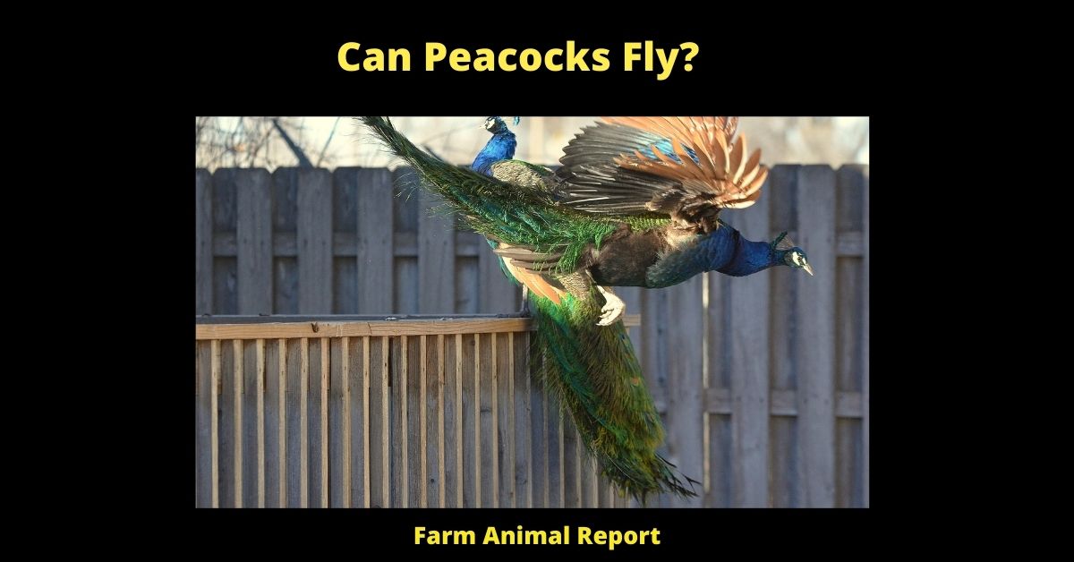 Do Peacocks Fly? 1