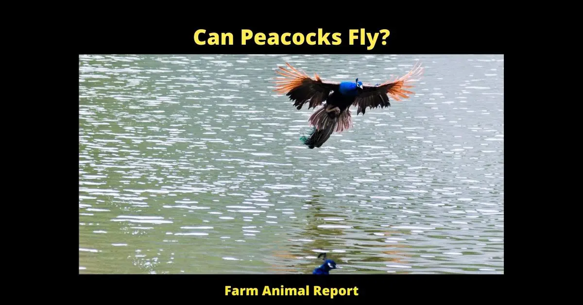 Do Peacocks Fly? 2