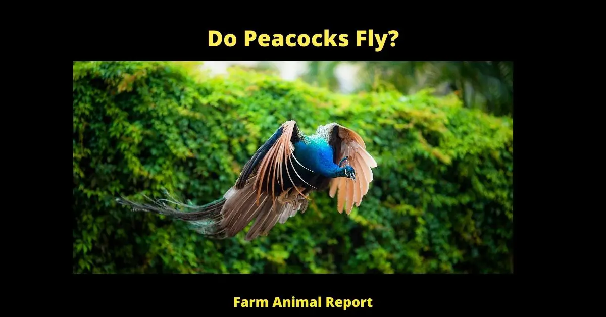 https://www.farmanimalreport.com/2022/01/09/do-peacocks-fly/