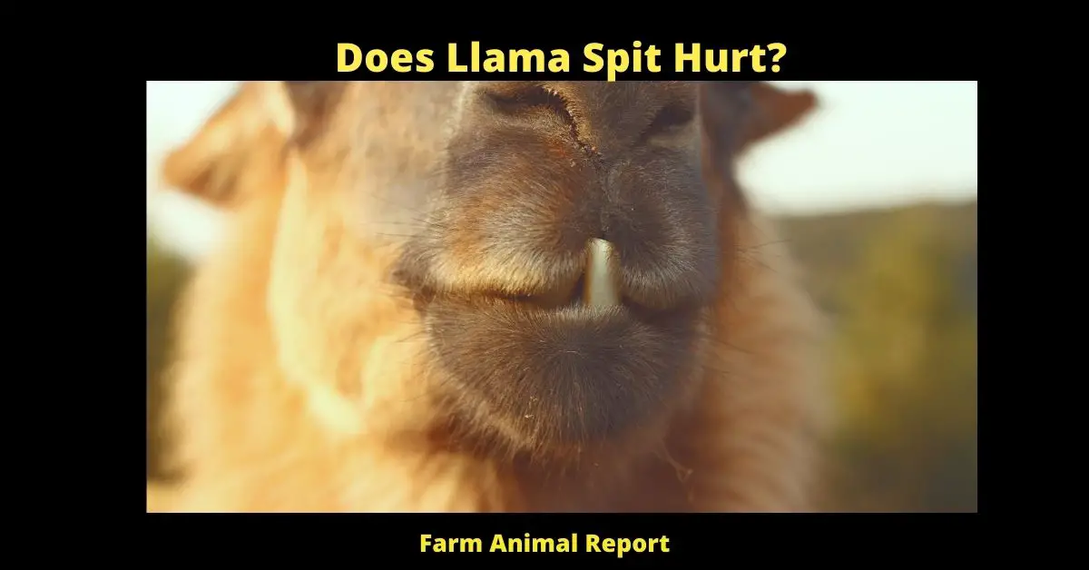 How Far can a Llama Spit 