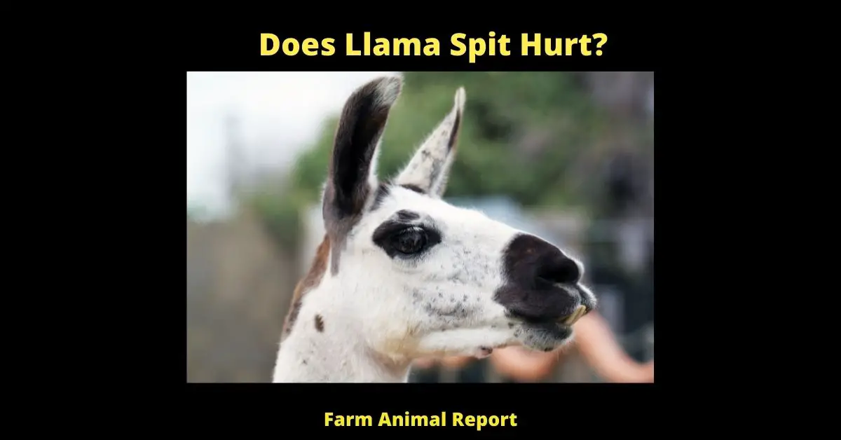 How Far can a Llama Spit