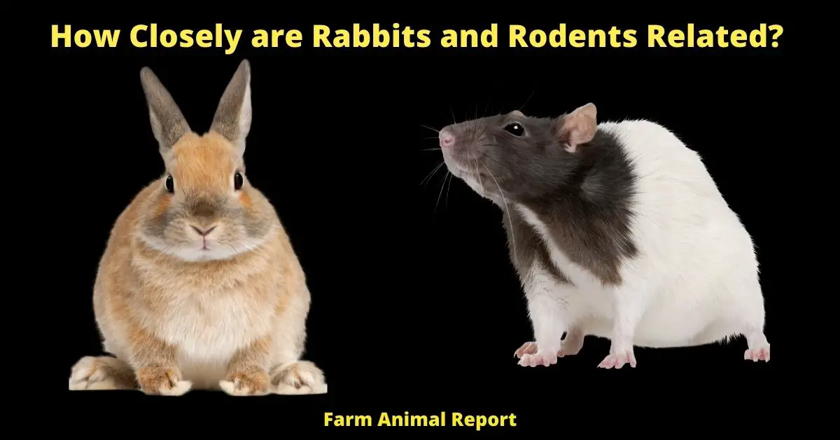 How Closely are Rabbits and Rodents Related?