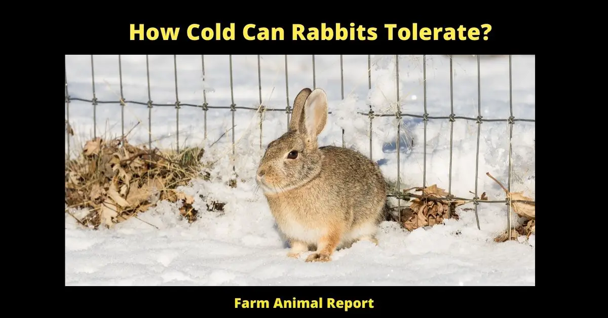 How Cold Can Bunnies Tolerate | Rabbit | Rabbits | Cold 1
