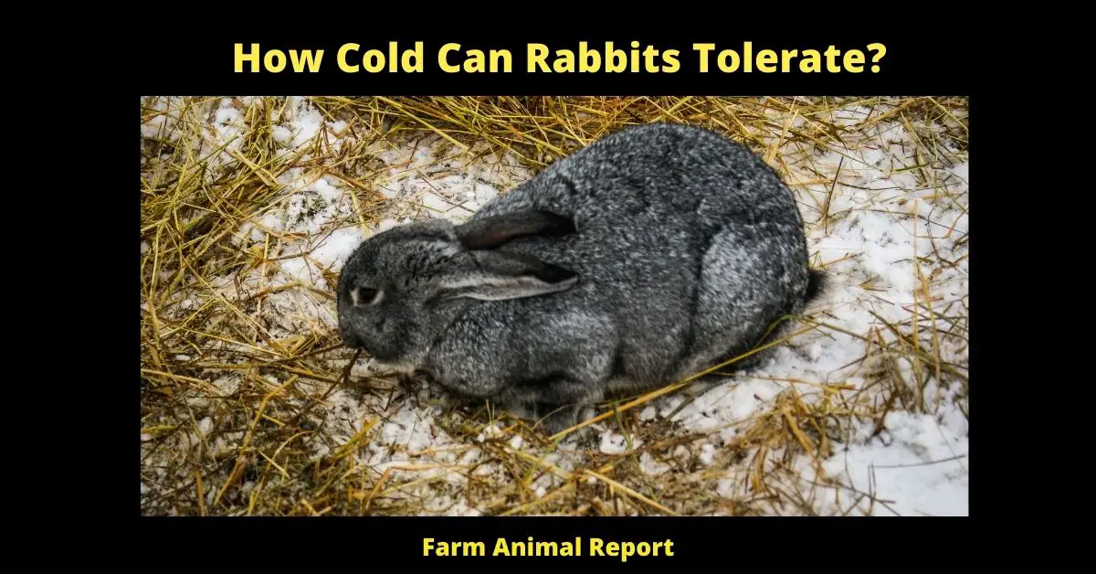 How Cold Can Bunnies Tolerate | Rabbit | Rabbits | Cold 2