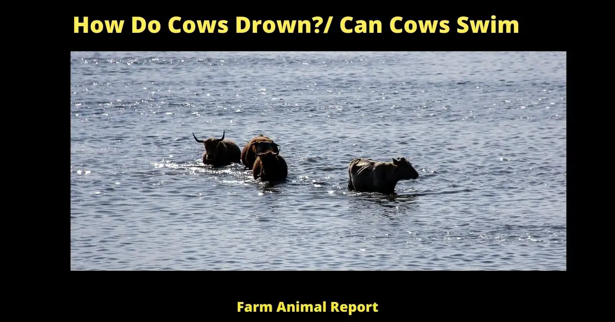 How Do Cows Drown?/ Can Cows Swim