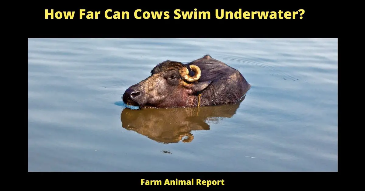 How Far Can Cows Swim Underwater?