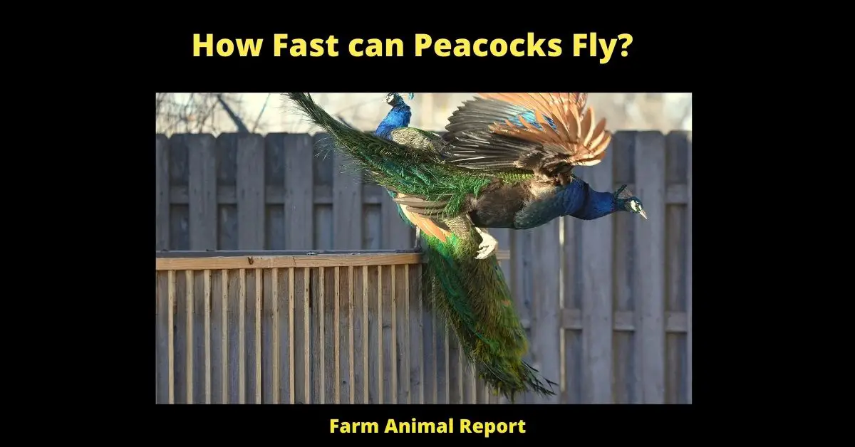 How Fast can Peacocks Fly?