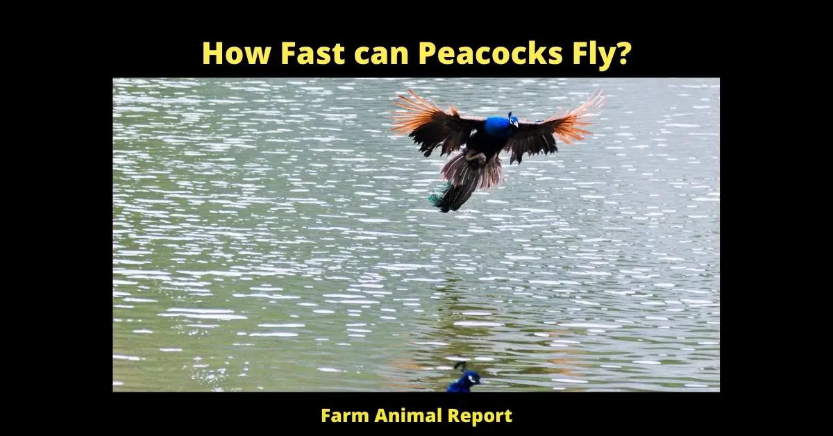 How Fast can Peacocks Fly? 2