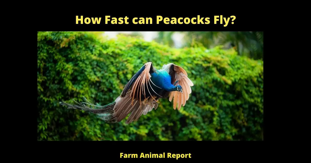 How Fast can Peacocks Fly? 1