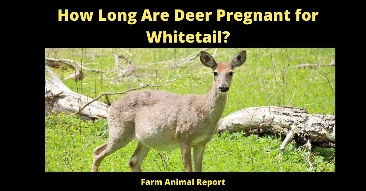 How Long Are Deer Pregnant for Whitetail?