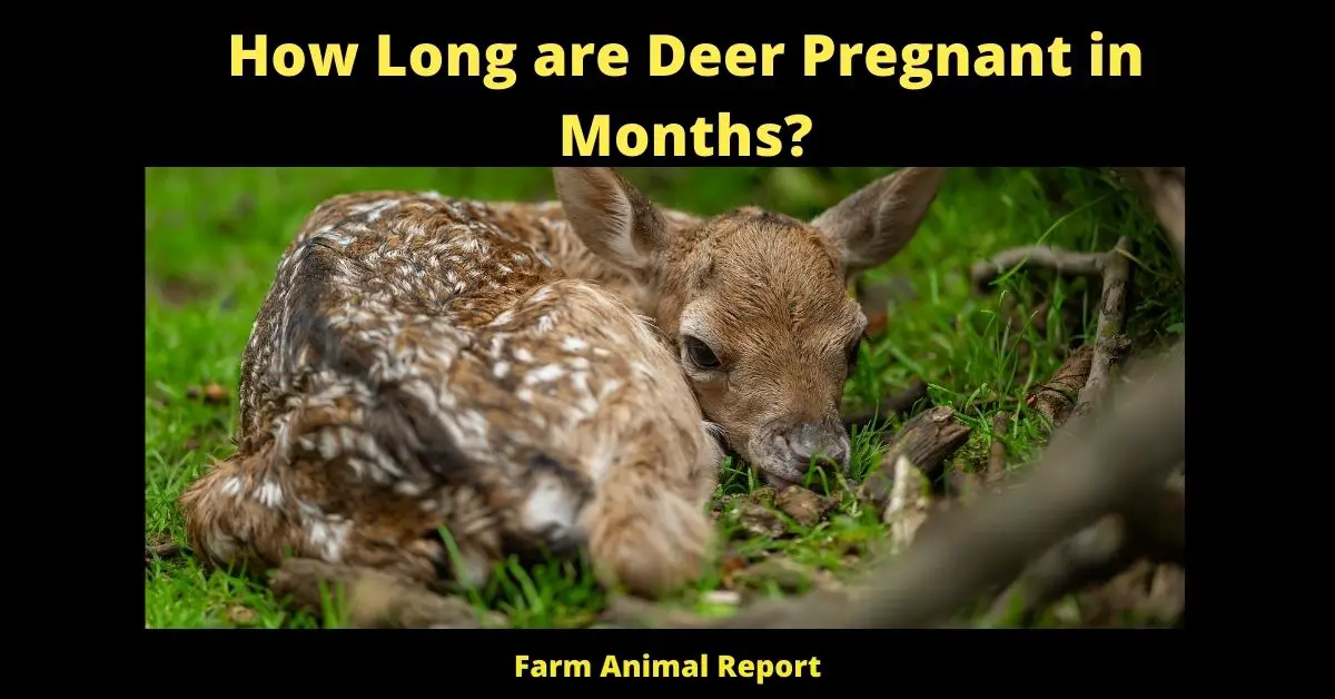 how long are deer pregnant
how long are whitetail deer pregnant
how long do whitetail deer stay pregnant
how long is a white tail deer pregnant for
How long is a deer pregnant
how long is a deer pregnant for
how long is deer gestation
how long does a deer carry a baby
how long do deer stay pregnant
Most of us have seen a deer in the wild at some point or another, whether it was while driving down the road or during a nature hike. These majestic creatures are an important part of the ecosystem, and they play an especially important role in the hunting industry. White-tailed deer are one of the most popular game animals in North America, and they are prized for their delicate flavor and beautiful trophy antlers. Given the importance of these animals, it's no surprise that hunters often ask the question: "How long are white-tailed deer pregnant for?" The answer, unfortunately, is not as straightforward as one might hope. The gestation period for white-tailed deer can range from 193 to 218 days, depending on a variety of factors including nutrition, stress levels, and the age of the doe. As a result, it can be difficult to determine exactly when a doe is due to give birth. However, there are some general guidelines that hunters can follow to increase their chances of success. For example, does typically give birth in May or June, so hunters who focus their efforts during these months are more likely to find themselves with a trophy buck on their hands. Similarly,bucks are generally born between November and December, so hunters who target does during this time period are more likely to encounter bucks with large antlers. By following these simple tips, hunters can improve their chances of encountering a white-tailed deer during its gestation period.