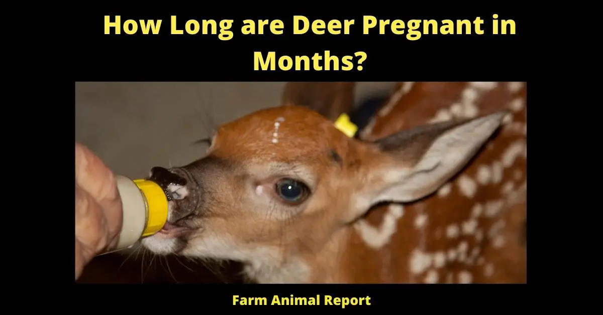 how long are deer pregnant
how long are whitetail deer pregnant
how long do whitetail deer stay pregnant
how long is a white tail deer pregnant for
How long is a deer pregnant
how long is a deer pregnant for
how long is deer gestation
how long does a deer carry a baby
how long do deer stay pregnant
How long are Whitetail Deer Pregnant?   White-tailed deer are the smallest members of the North American deer family. The Doe will usually become pregnant during her first fall but if she does not mate successfully, she may come into estrus again in late December and early January. Does usually give birth to twins, although single and triplet births also occur. The gestation period for white-tailed deer is anywhere from 200-210 days. Most fawns are born in late May and early June with a second peak birthing period occurring in late July. A doe may have an unsuccessful birth resulting in the death of the fawn inside her or she may abort the fetus early in the gestation period. If a doe is carrying two fetuses and one dies, she will often reabsorb the nutrients from that fetus and channel them into the surviving fetus. Infanticide (killing of young), which is most likely to be carried out by male deer, can also result in high mortality rates among fawns. Once born, fawns weigh between 4 and 8 pounds and they are able to stand within a few minutes. Their fur is reddish brown with white spots which provide camouflage against predators. Within their first week of life, fawns double their birth weight. At six weeks old, they begin to lose their spots and gain their adult coloration. At this time, they also begin to eat solid food and wean themselves from their mother's milk. Fawns typically stay with their mothers until the following winter when they are between 8 and 10 months old at which time they separate from their mothers and join other juveniles or bachelor groups made up of other young males who have not yet found mates. Does typically only breed once per year but if conditions are favorable (enough food) or if her first fawn is killed, she may breed again later in the year and produce a second set of offspring ( twins). Pregnant does often separate themselves from herds a month or so before giving birth as they seek out thickets or areas of dense cover to help protect their young from predators once they are born. After giving birth, does return to their herds where they will remain until their offspring are old enough to fend for themselves at which time the doe will once again become solitary. bucks go through a similar pattern but instead of joining other juveniles or bachelor groups after separating from their mothers, they often remain solitary unless they are able to find an area with abundant resources where multiple bucks congregate ( such as during mating season). Bucks typically reach sexual maturity at 1-2 years old but depending on conditions (food availability, predation pressure), some may not breed until 3 years old or older . The oldest recorded age for a white-tailed deer was 20 years old but most die before reaching 10 years old due to predation, hunting , disease , or malnutrition