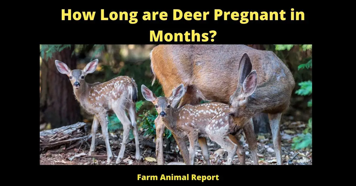 How long are white tail deer pregnant for? The gestation period for a white-tailed deer is around 200 days. During this time, the doe will gain weight and her body will prepare for milk production. Her udders will swell and she will begin to produce colostrum, a thick yellowish fluid that contains antibodies that will help protect the fawn from disease. Around two weeks before giving birth, the doe will separate from the herd and find a secluded spot where she can give birth in peace. After giving birth, she will clean the fawn and hide it in some tall grass or underbrush. The fawn will spend the next few weeks hiding in its mother's home range, only coming out to nurse a few times a day. Once the fawn is strong enough to travel, it will join its mother and the rest of the herd.