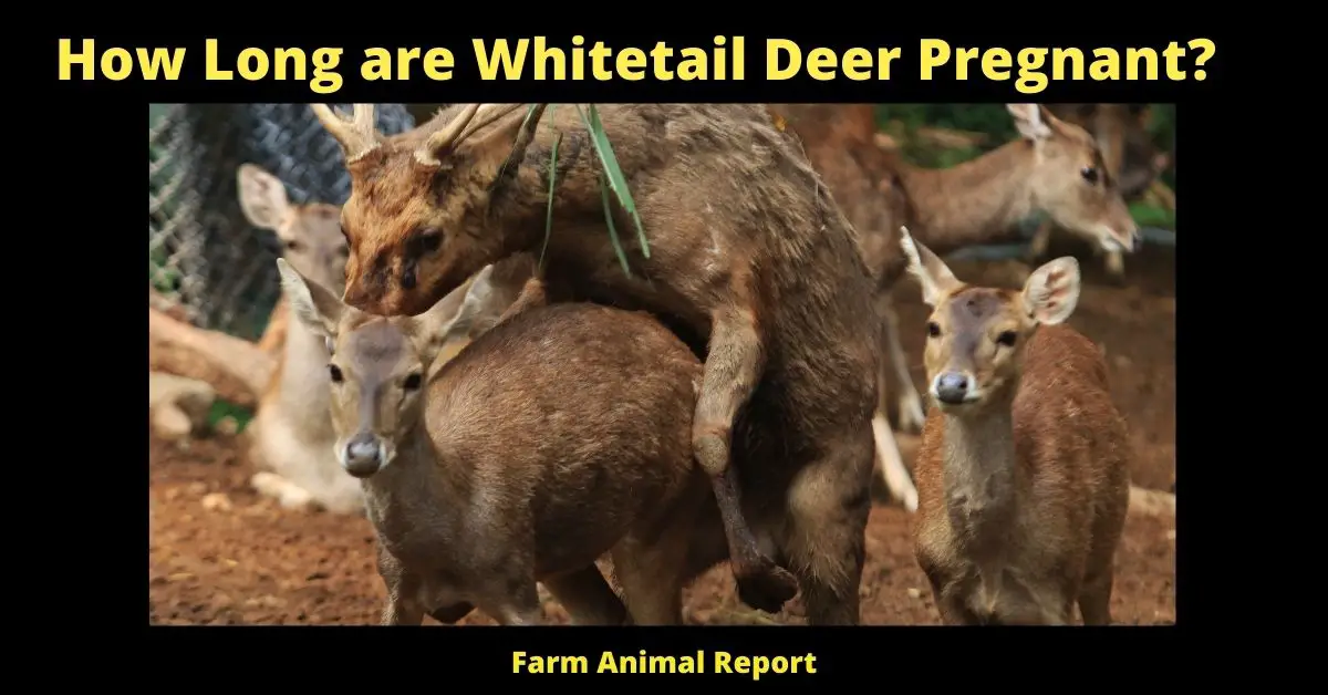 How Long are Whitetail Deer Pregnant? | Deer 1
