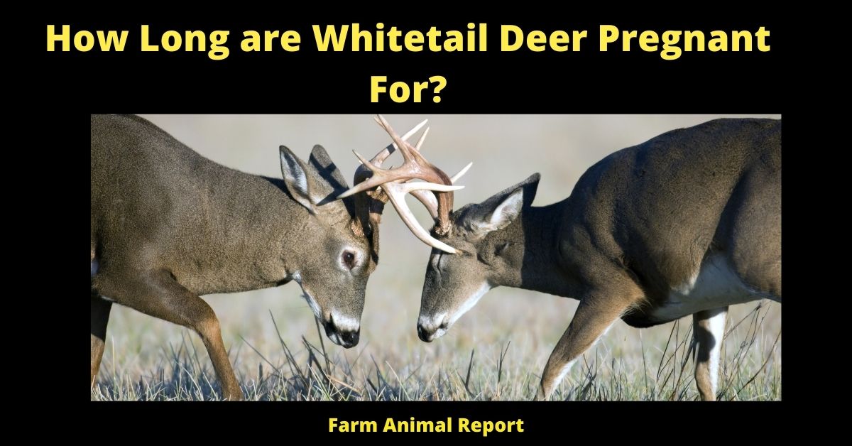 How Long are Whitetail Deer Pregnant For? | Whitetail Deer 1