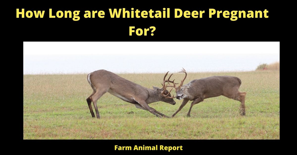How Long are Whitetail Deer Pregnant For? | Whitetail Deer 2