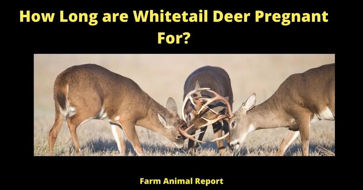 How Long are Whitetail Deer Pregnant For?