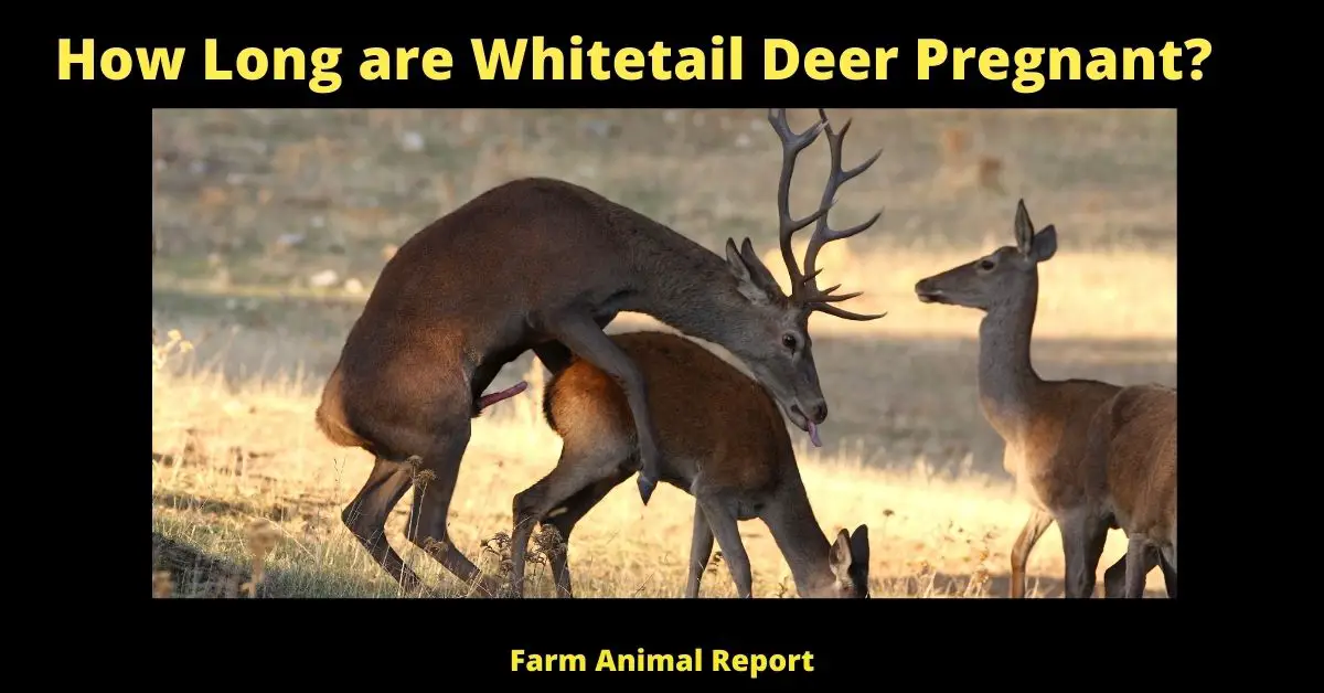 How Long are Whitetail Deer Pregnant?