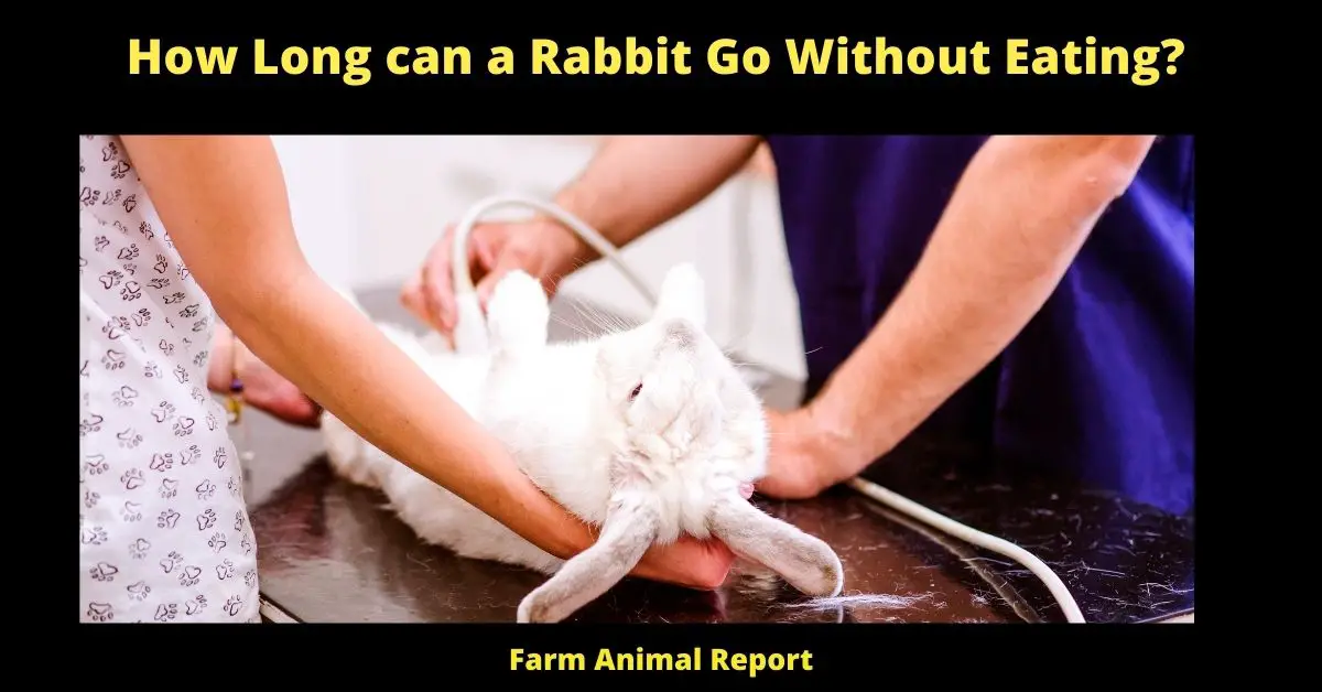 How Long can a Rabbit Go Without Eating?