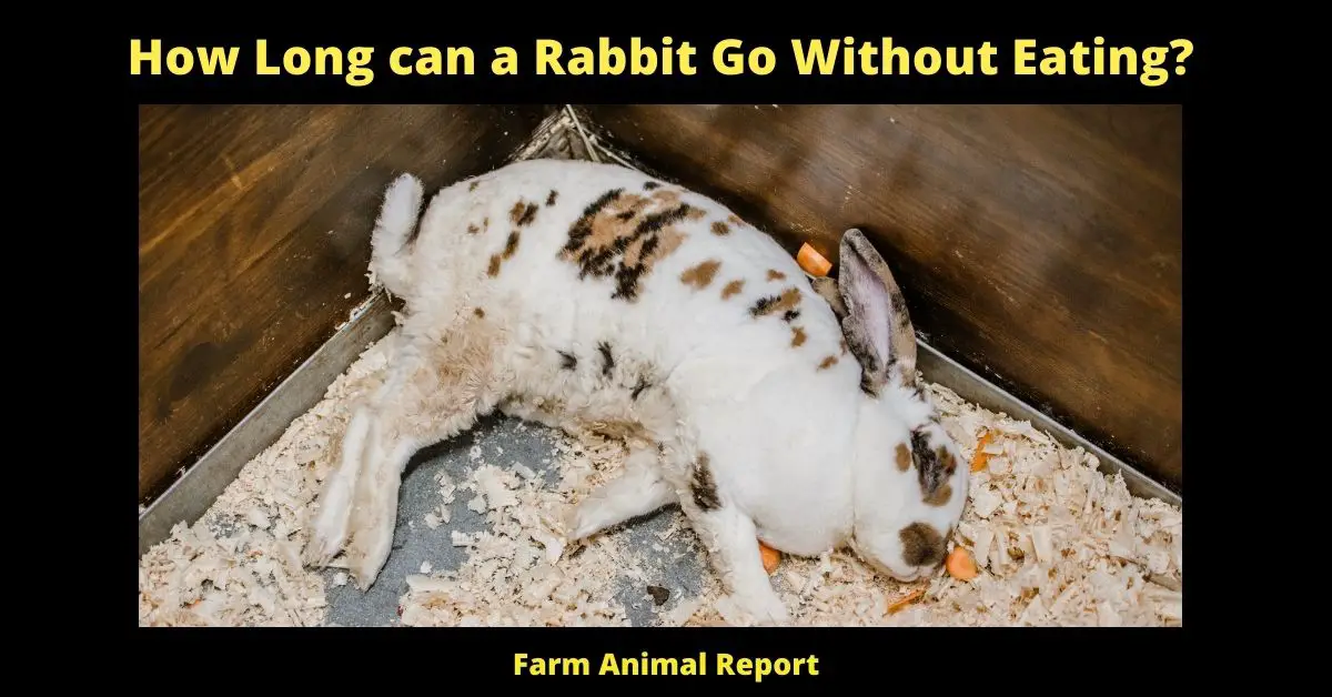 How Long can a Rabbit Go Without Eating? 1