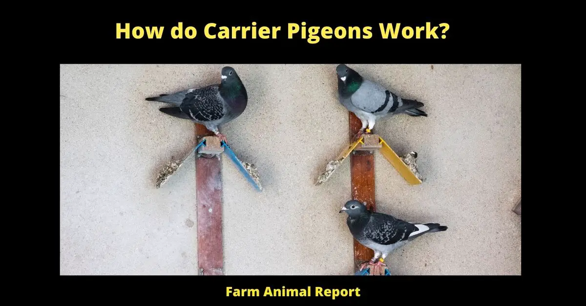 How do Carrier Pigeons Work| PDF 1